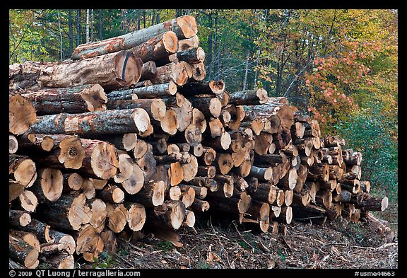 Stacked logs. Maine, USA (color)