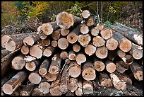 Cut tree trunks. Maine, USA ( color)