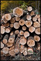 Felled tree trunks. Maine, USA ( color)