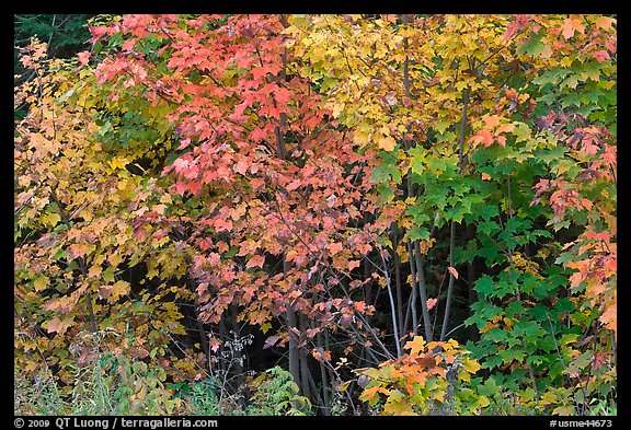 Yellow, red, and green leaves. Maine, USA (color)