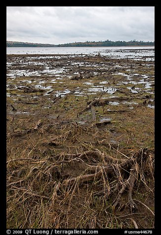 Dead trees and grasses on shores of Round Pond. Allagash Wilderness Waterway, Maine, USA