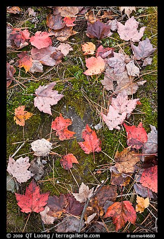 Red fallen maple leaves, moss and rock. Allagash Wilderness Waterway, Maine, USA