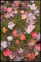 Red fallen maple leaves, moss and rock. Allagash Wilderness Waterway, Maine, USA (color)