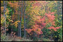 North woods trees with dark trunks in autumn foliage. Allagash Wilderness Waterway, Maine, USA (color)