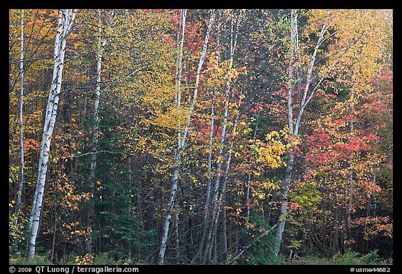 Septentrional trees with light trunks in fall foliage. Allagash Wilderness Waterway, Maine, USA