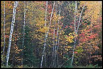 Septentrional trees with light trunks in fall foliage. Allagash Wilderness Waterway, Maine, USA ( color)