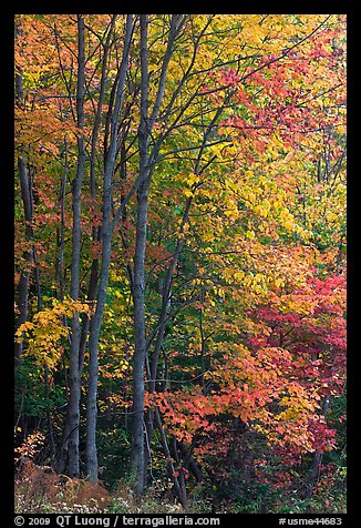 Northern trees with dark trunks in fall foliage. Allagash Wilderness Waterway, Maine, USA