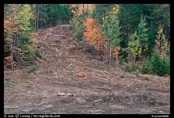 Clear cut gully in forest. Maine, USA (color)