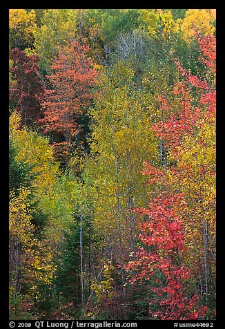 North woods forest color in autumn. Maine, USA
