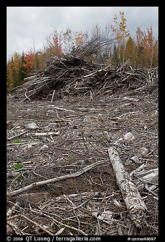 Cut area and twigs in logging area. Maine, USA (color)