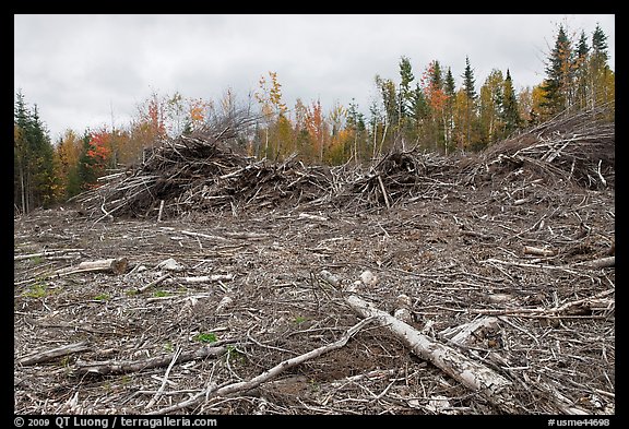 Deforested landscape in the fall. Maine, USA
