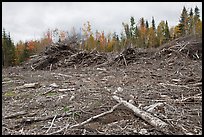 Deforested landscape in the fall. Maine, USA