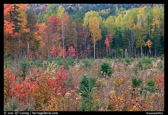Clearing and north woods in the fall. Maine, USA (color)