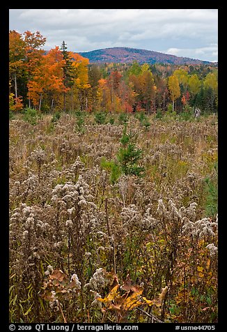 Clearing, forest in fall foliage, and hill. Maine, USA (color)