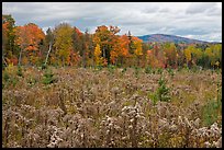 Clearing and forest in autumn. Maine, USA ( color)