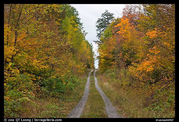 Grassy road in autumn. Maine, USA