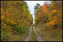 Grassy road in autumn. Maine, USA ( color)