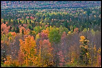 Septentrional woods in autumn. Maine, USA (color)