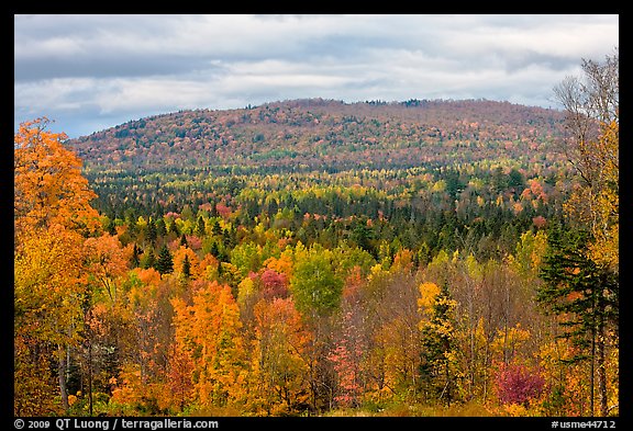 Northern forest landscape in autumn. Maine, USA (color)