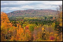 Northern forest landscape in autumn. Maine, USA (color)