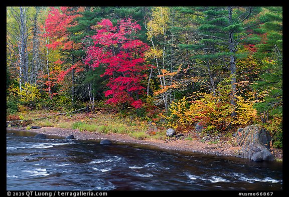 Trees in fall foliage on riverbank of East Branch Penobscot River. Katahdin Woods and Waters National Monument, Maine, USA