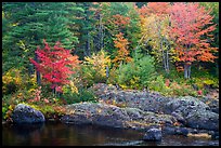 Rocks and trees in fall foliage, along East Branch Penobscot River. Katahdin Woods and Waters National Monument, Maine, USA ( color)