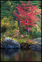 Rocks and trees in fall foliage reflected in East Branch Penobscot River. Katahdin Woods and Waters National Monument, Maine, USA ( color)