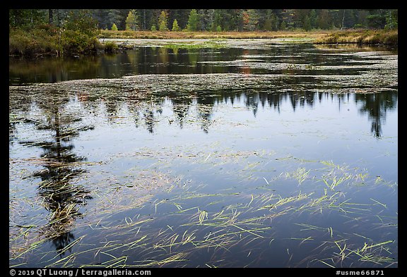 Beaver pond, Sandbank Stream. Katahdin Woods and Waters National Monument, Maine, USA (color)