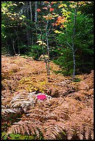 Ferns, maples, and spruce in autumn. Katahdin Woods and Waters National Monument, Maine, USA ( color)