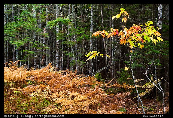 Ferns and forest on glacial esker. Katahdin Woods and Waters National Monument, Maine, USA