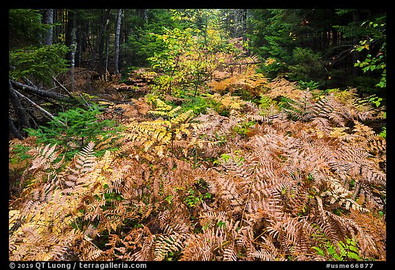 Ferns in autumn, Esker Trail. Katahdin Woods and Waters National Monument, Maine, USA