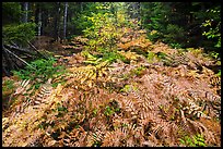Ferns in autumn, Esker Trail. Katahdin Woods and Waters National Monument, Maine, USA ( color)