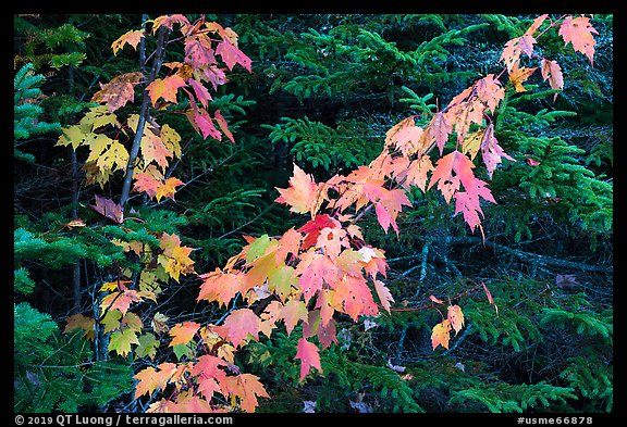 Orange mapple leaves and spruce. Katahdin Woods and Waters National Monument, Maine, USA (color)