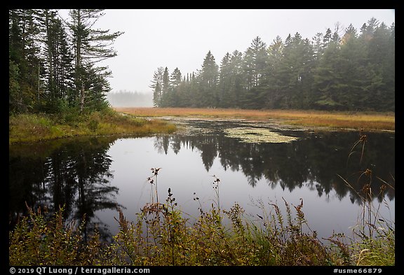 Pond in fog, Sandbank Stream. Katahdin Woods and Waters National Monument, Maine, USA