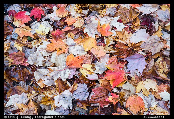 Tapestry of colorful fallen leaves. Katahdin Woods and Waters National Monument, Maine, USA