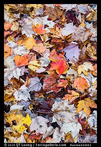 Dense fallen leaves on ground. Katahdin Woods and Waters National Monument, Maine, USA (color)