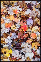 Dense fallen leaves on ground. Katahdin Woods and Waters National Monument, Maine, USA ( color)