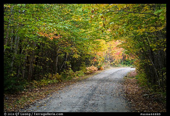 Katahdin Loop Road and trees. Katahdin Woods and Waters National Monument, Maine, USA (color)