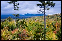 Transitional deciduous northern hardwood forest and struce fir mix. Katahdin Woods and Waters National Monument, Maine, USA ( color)