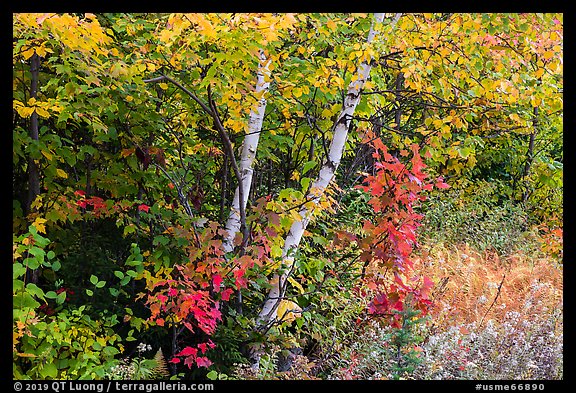 Early forest in autumn with colorful leaves. Katahdin Woods and Waters National Monument, Maine, USA