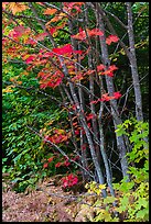Maple with red leaves. Katahdin Woods and Waters National Monument, Maine, USA ( color)