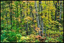 Deciduous northern hardwood forest in autumn. Katahdin Woods and Waters National Monument, Maine, USA ( color)