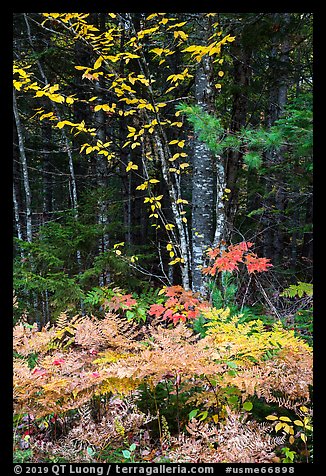 Colorful ferns and leaves. Katahdin Woods and Waters National Monument, Maine, USA (color)