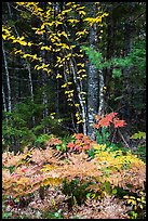 Colorful ferns and leaves. Katahdin Woods and Waters National Monument, Maine, USA ( color)
