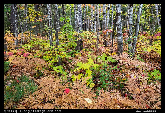Deciduous northern hardwood forest with lush and colorful undergrowth in autumn. Katahdin Woods and Waters National Monument, Maine, USA (color)