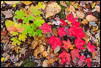 Close-up of autumn leaves. Katahdin Woods and Waters National Monument, Maine, USA ( color)