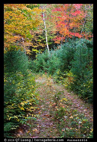 Overgroth former Wassatotaquoik Road. Katahdin Woods and Waters National Monument, Maine, USA (color)