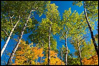 Autumn aspen and blue sky. Katahdin Woods and Waters National Monument, Maine, USA ( color)