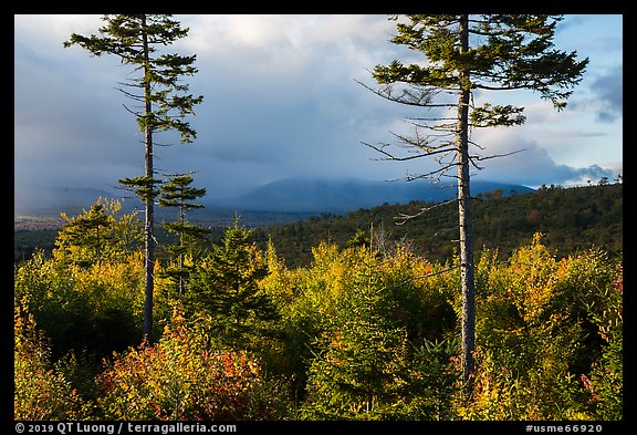 Spruce and hardwood trees, late afternoon. Katahdin Woods and Waters National Monument, Maine, USA (color)