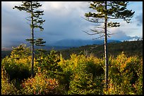 Spruce and hardwood trees, late afternoon. Katahdin Woods and Waters National Monument, Maine, USA ( color)